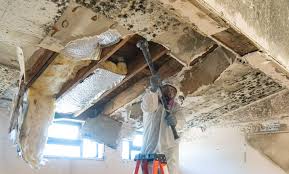 Best Mold Damage Restoration  in Shackle Island, TN